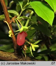 Lonicera ×purpusii (suchodrzew Purpusa)