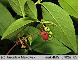 Lonicera ×purpusii (suchodrzew Purpusa)