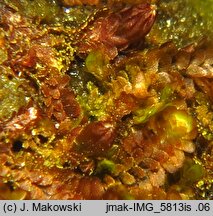 Diplophyllum obtusifolium (dwupłat tępolistny)