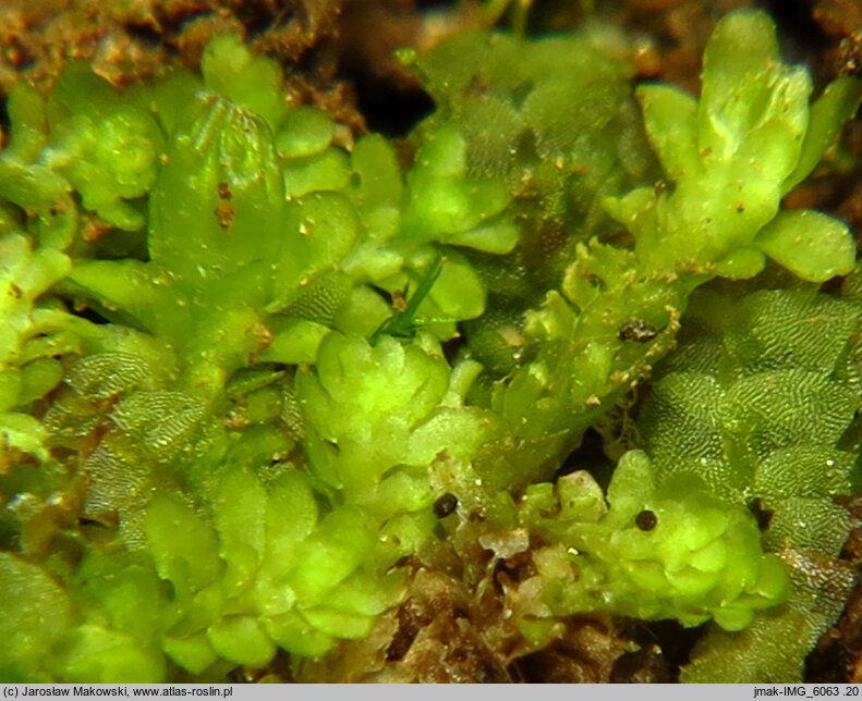 Diplophyllum obtusifolium (dwupłat tępolistny)