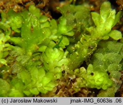 Diplophyllum obtusifolium (dwupłat tępolistny)