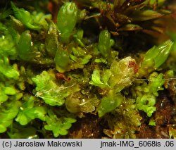 Diplophyllum obtusifolium (dwupłat tępolistny)