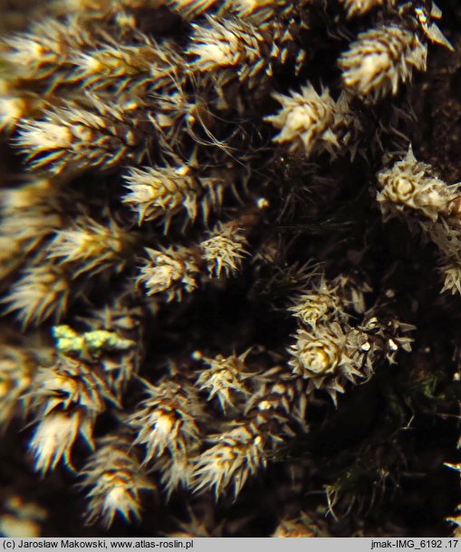 Hedwigia stellata (hedwigia gwiazdkowata)