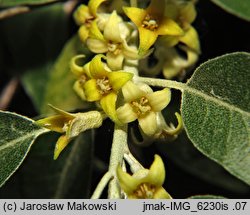 Elaeagnus angustifolia (oliwnik wąskolistny)