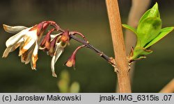 Abeliophyllum distichum (abeliofyllum koreańskie)