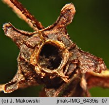 Saxifraga paniculata (skalnica gronkowa)