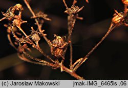 Saxifraga paniculata (skalnica gronkowa)