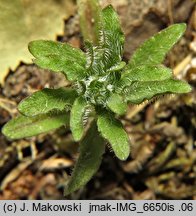 Jasione montana (jasieniec piaskowy)