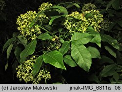 Ptelea trifoliata (parczelina trójlistkowa)