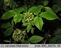 Ptelea trifoliata (parczelina trójlistkowa)