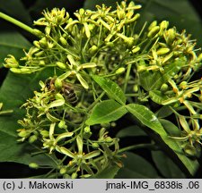 Ptelea trifoliata (parczelina trójlistkowa)