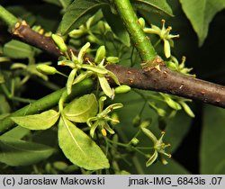 Ptelea trifoliata (parczelina trójlistkowa)