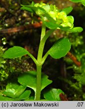 Chrysosplenium oppositifolium (śledziennica naprzeciwlistna)