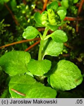 Chrysosplenium oppositifolium (śledziennica naprzeciwlistna)