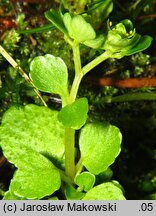 Chrysosplenium oppositifolium (śledziennica naprzeciwlistna)