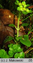 Chrysosplenium oppositifolium (śledziennica naprzeciwlistna)