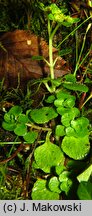 Chrysosplenium oppositifolium (śledziennica naprzeciwlistna)