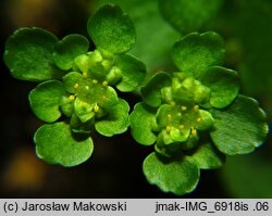 Chrysosplenium oppositifolium (śledziennica naprzeciwlistna)