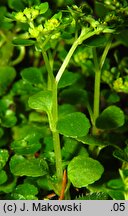 Chrysosplenium oppositifolium (śledziennica naprzeciwlistna)