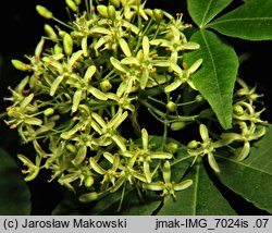 Ptelea trifoliata (parczelina trójlistkowa)