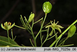 Ptelea trifoliata (parczelina trójlistkowa)