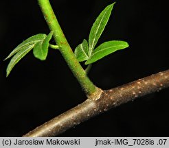 Ptelea trifoliata (parczelina trójlistkowa)