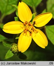 Chrysogonum virginianum (chryzogonum wirginijksie)