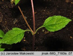 Chrysogonum virginianum (chryzogonum wirginijksie)