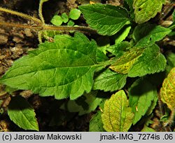 Chrysogonum virginianum (chryzogonum wirginijksie)