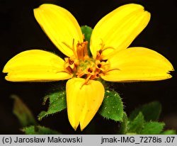 Chrysogonum virginianum (chryzogonum wirginijksie)