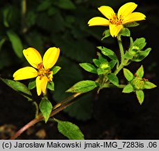 Chrysogonum virginianum (chryzogonum wirginijksie)