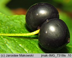 Lonicera nigra (wiciokrzew czarny)