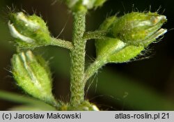 Alyssum alyssoides (smagliczka kielichowata)