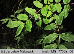 Lonicera nigra (wiciokrzew czarny)