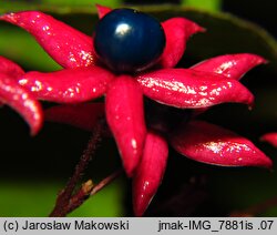 Clerodendrum trichotomum (szczęślin trójdzielny)