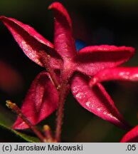 Clerodendrum trichotomum (szczęślin trójdzielny)