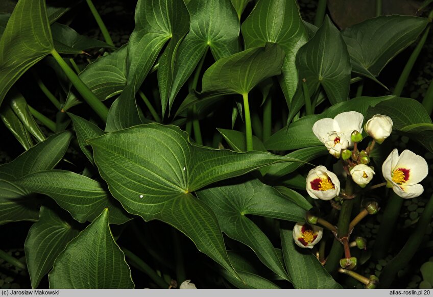 Sagittaria montevidensis