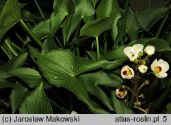 Sagittaria montevidensis