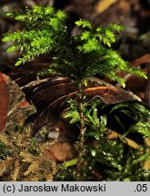 Thamnobryum alopecurum (krzewik źródliskowy)