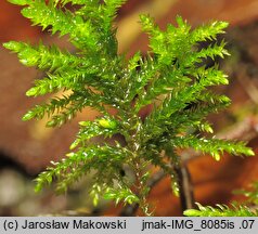 Thamnobryum alopecurum (krzewik źródliskowy)