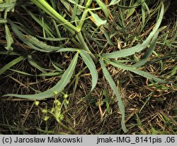 Falcaria vulgaris (sierpnica pospolita)