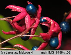 Clerodendrum trichotomum (szczęślin trójdzielny)