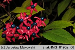 Clerodendrum trichotomum (szczęślin trójdzielny)