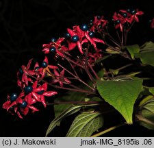 Clerodendrum trichotomum (szczęślin trójdzielny)