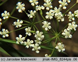 Falcaria vulgaris (sierpnica pospolita)