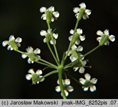 Falcaria vulgaris (sierpnica pospolita)