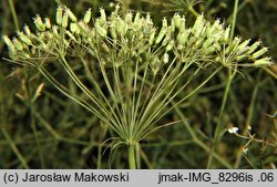 Falcaria vulgaris (sierpnica pospolita)