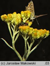 Helichrysum arenarium (kocanki piaskowe)