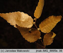 Zelkova serrata (brzostownica japońska)