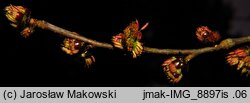 Euptelea polyandra (olszanka japońska)